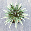 Mangave Pineapple Express